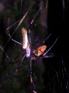 OTS La Selva Biological Station, Costa Rica